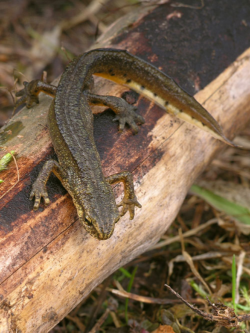 mlok karpatský Triturus montadoni