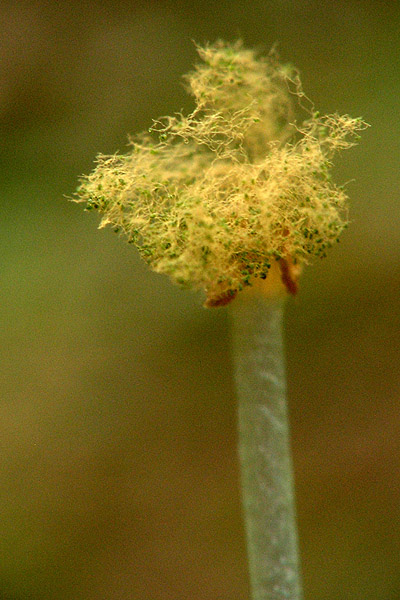 pellia Pellia epiphylla (L.) Corda