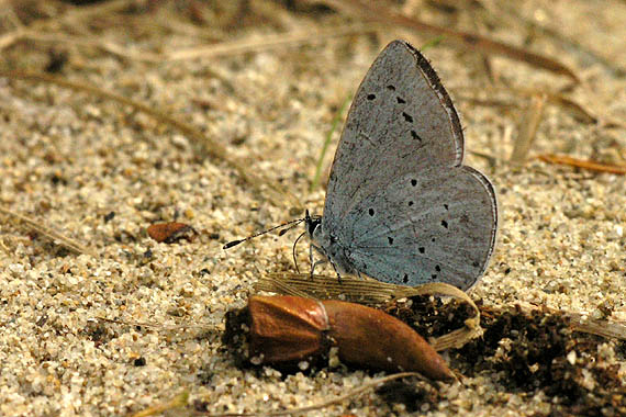 modráčik krušinový Celastrina argiolus L.