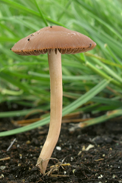 zvoncovec Panaeolus sp.