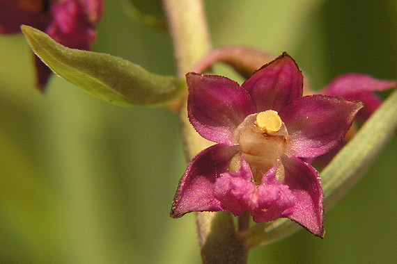 kruštík tmavočervený pravý Epipactis atrorubens subsp. atrorubens (Hoffm.) Besser