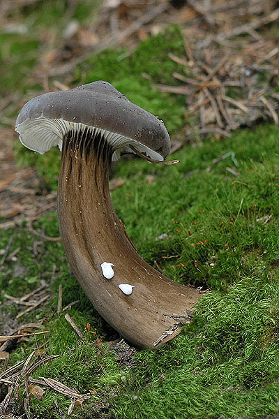 rýdzik čiernozamatový Lactarius lignyotus Fr.