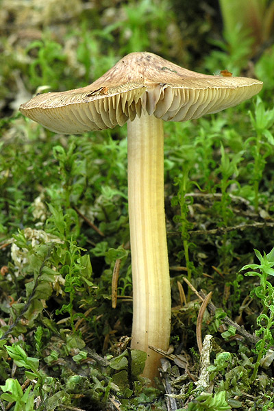 vláknica Inocybe sp.