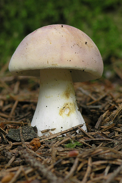 plávka Russula sp.