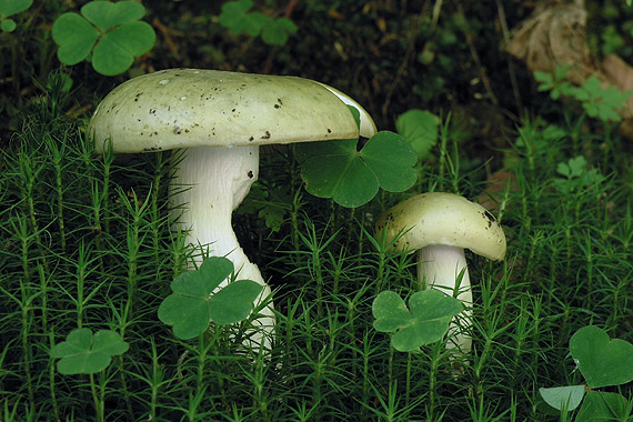 plávka trávovozelená Russula aeruginea Lindbl. ex Fr.