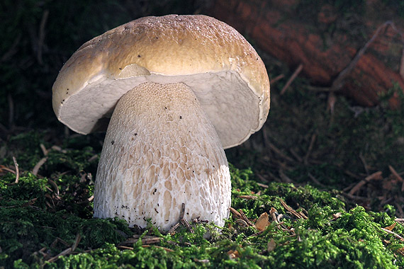 hríb smrekový Boletus edulis Bull.