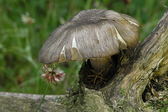 povraznica širokolupeňová Megacollybia platyphylla (Pers.) Kotl. & Pouzar