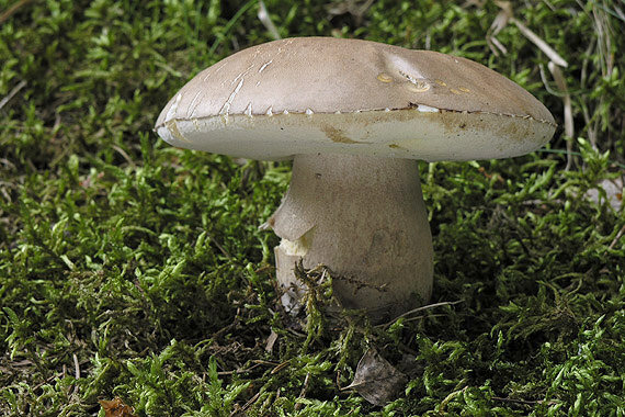 hríb smrekový Boletus edulis Bull.