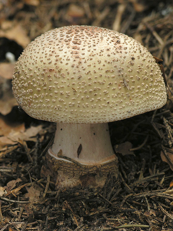 muchotrávka červenkastá Amanita rubescens Pers.