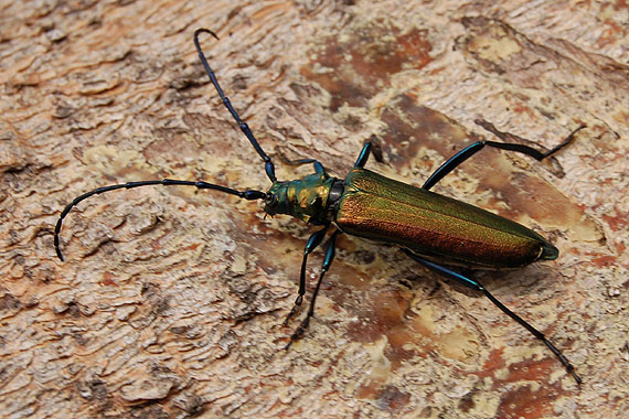 fuzáč pižmový Aromia moschata