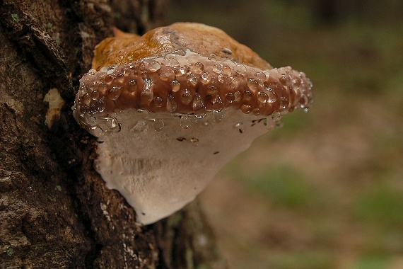 práchnovček pásikavý Fomitopsis pinicola (Sw.) P. Karst.