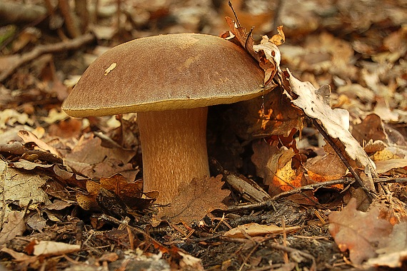 hríb dubový Boletus reticulatus Schaeff.