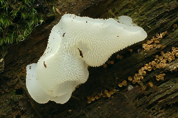 pajelenka želatínová Pseudohydnum gelatinosum (Scop.) P. Karst.