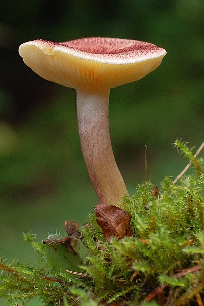 čírovec červenožltý Tricholomopsis rutilans (Schaeff.) Singer