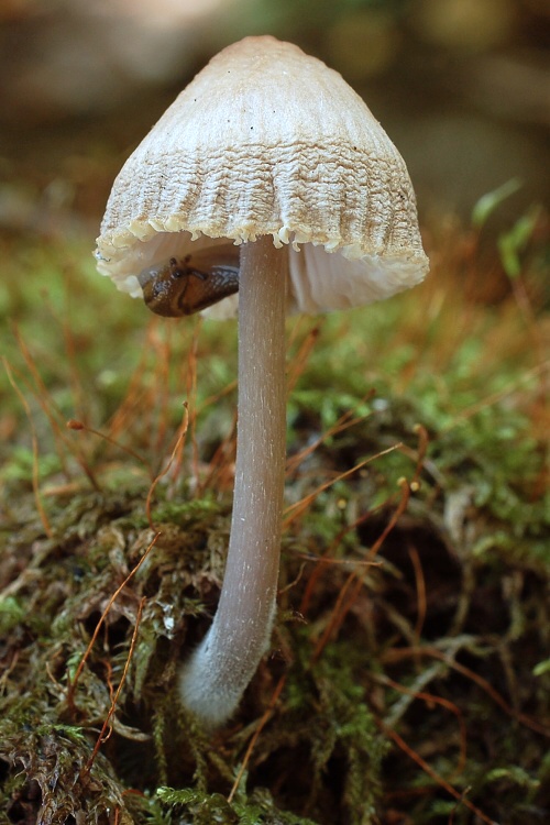 prilbička Mycena sp.