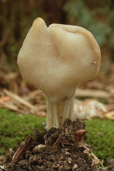 chriapač Helvella sp.