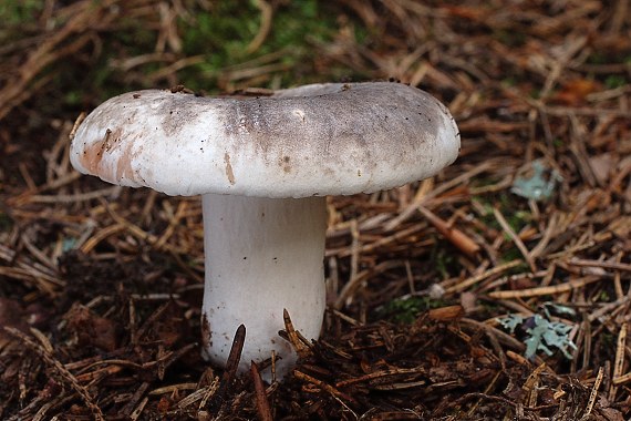 plávka černejúca Russula nigricans Fr.