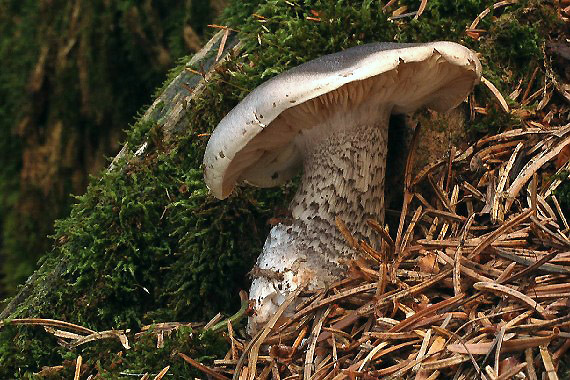 čírovka mydlová Tricholoma saponaceum (Fr.) P. Kumm.