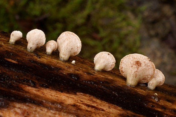 škľabka plstnatá Schizophyllum amplum (Lév.) Nakasone