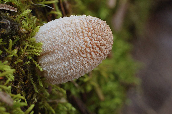 hnojník lúčový Coprinus radians?