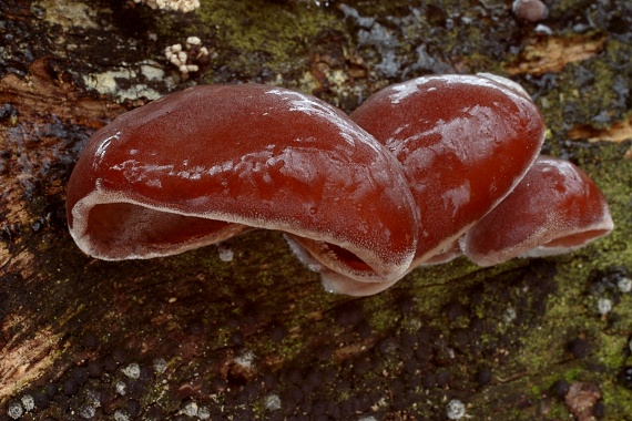 uchovec bazový Auricularia auricula-judae (Bull.) Quél.