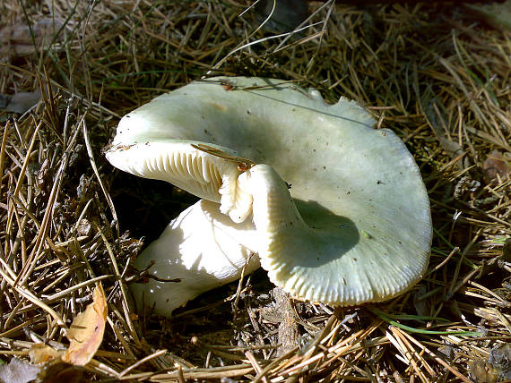 plávka Russula sp.