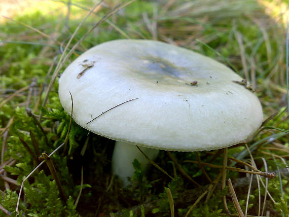 plávka trávovozelená Russula aeruginea Lindbl. ex Fr.