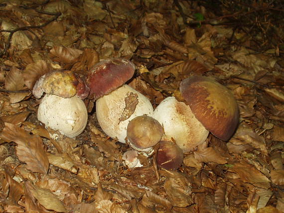 hríb sosnový Boletus pinophilus Pil. et Dermek in Pil.