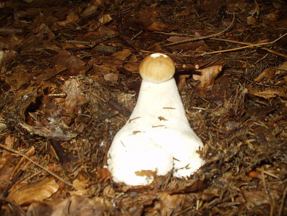 hríb smrekový Boletus edulis Bull.