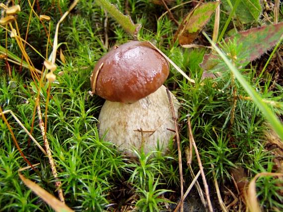 hríbik Boletus sp.