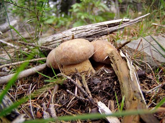 hríb Boletus sp.