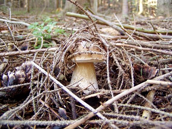 hríb smrekový Boletus edulis Bull.