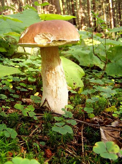 dlhý boletus... Boletus edulis Bull.