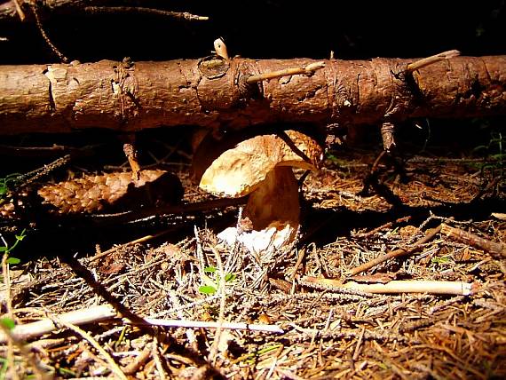 hríb smrekový Boletus edulis Bull.