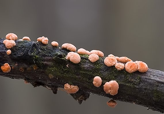 hlivka červená Nectria cinnabarina (Tode) Fr.