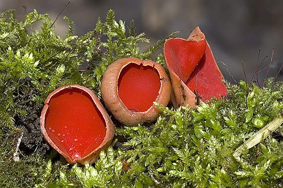 ohnivec šarlátový Sarcoscypha coccinea (Gray) Boud.