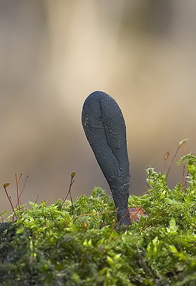 drevnatec kyjakovitý Xylaria polymorpha (Pers.) Grev.