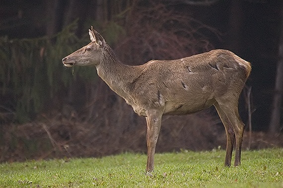 zjazvená