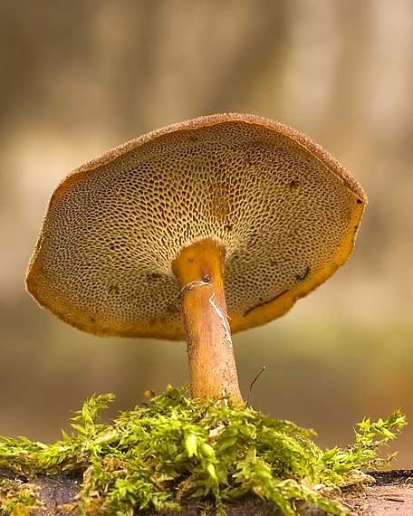 trúdnik zimný Lentinus brumalis (Pers.) Zmitr.