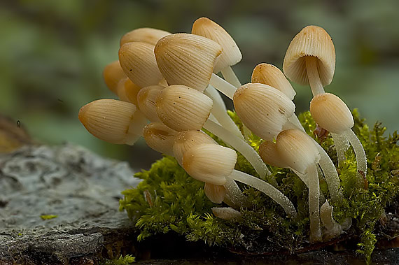 hnojník rozsiaty Coprinellus disseminatus (Pers.) J.E. Lange