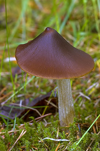 hodvábnica väčšia Entoloma hirtipes (Schumach.) M.M. Moser