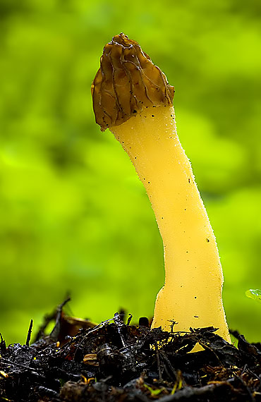 smrčok hybridný Morchella semilibera DC.