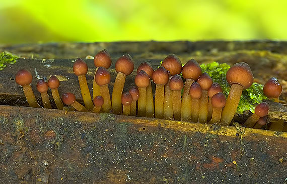 prilbička žltohlúbiková Mycena renati Quél.