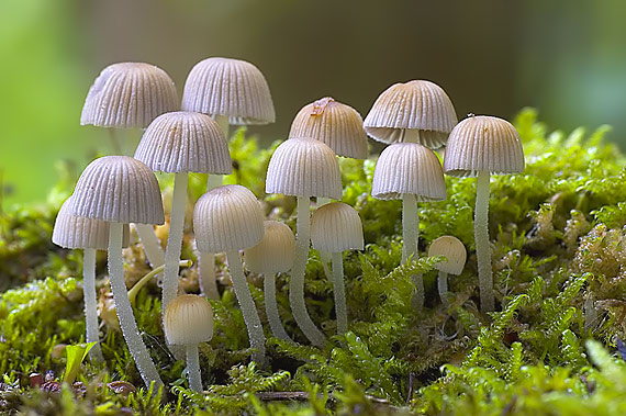 hnojník rozsiaty Coprinellus disseminatus (Pers.) J.E. Lange