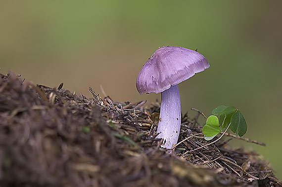 prilbička reďkovková Mycena pura (Pers.) P. Kumm.