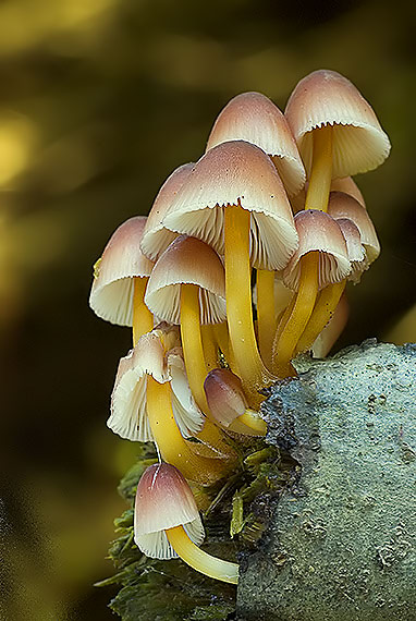 prilbička žltohlúbiková Mycena renati Quél.