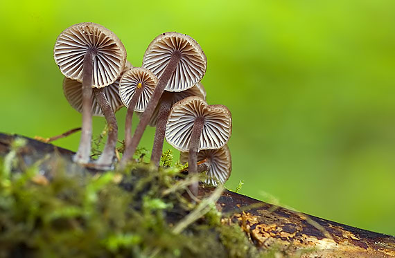 prilbička sp. Mycena sp.