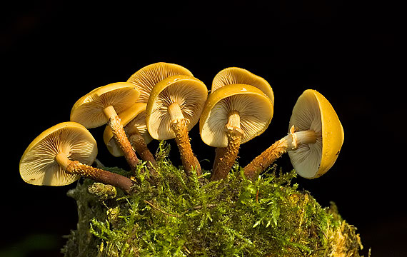 šupinovka menlivá Kuehneromyces mutabilis (Schaeff.) Singer & A.H. Sm.