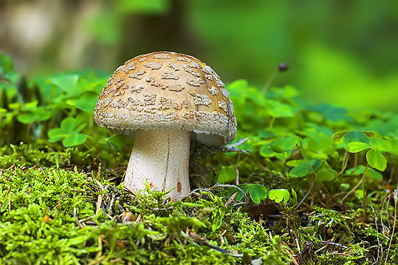 muchotrávka červenkastá Amanita rubescens Pers.