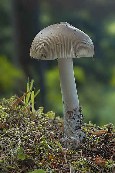 muchotrávka pošvatá Amanita vaginata (Bull.) Lam.